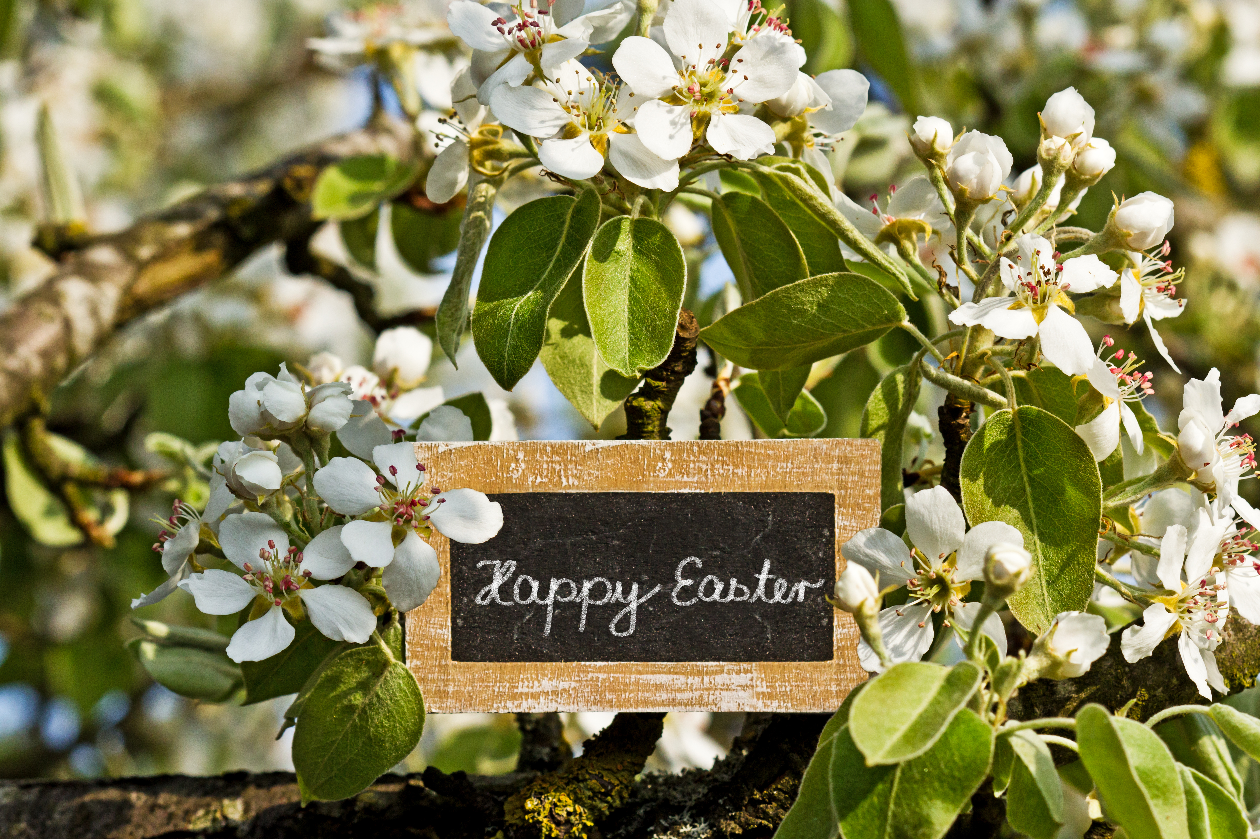 Ostern (4)
